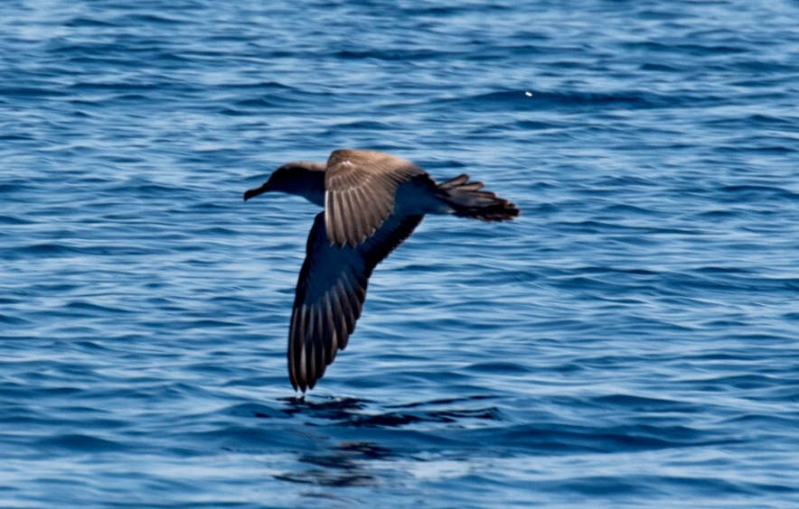 La berta maggiore, una specie simbolo del nostro mare La berta maggiore, una specie simbolo del nostro mare